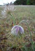 SS859190 Fltsippa Gotland 2014.jpg