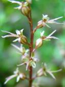 SS853314 080714 Spindelblomster Loke Jmtland beskuren red.jpg