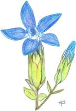 Fjllgentiana kopiera.jpg